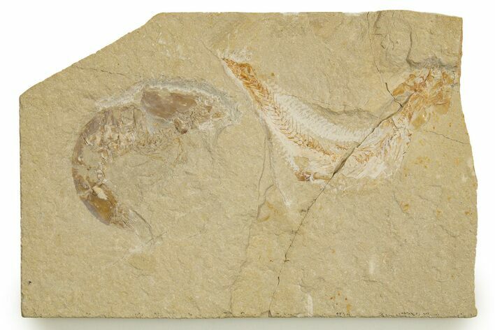 Cretaceous Fossil Shrimp and Fish - Lebanon #323750